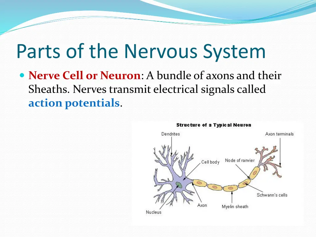 parts of the nervous system 2