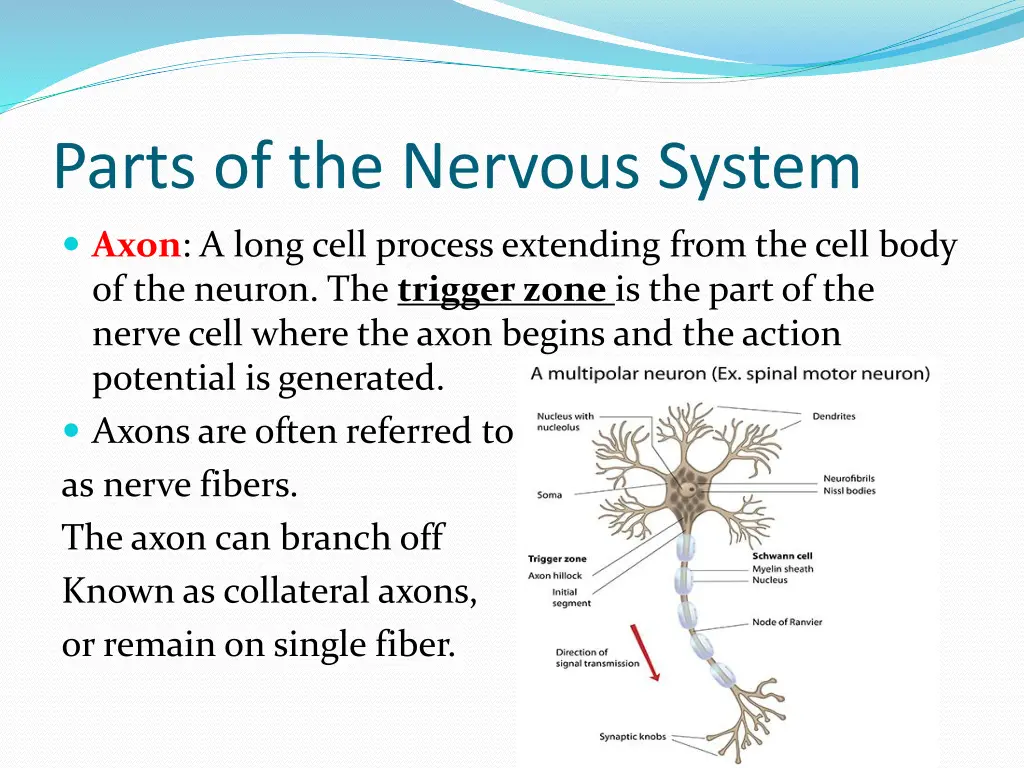 parts of the nervous system 4