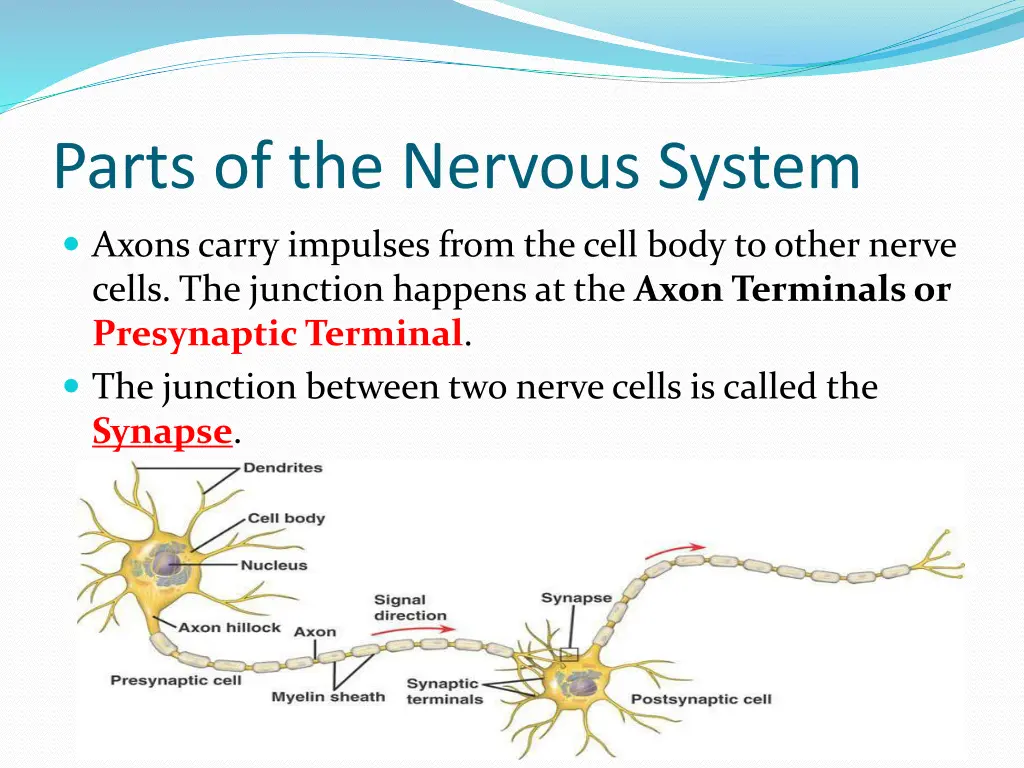 parts of the nervous system 5