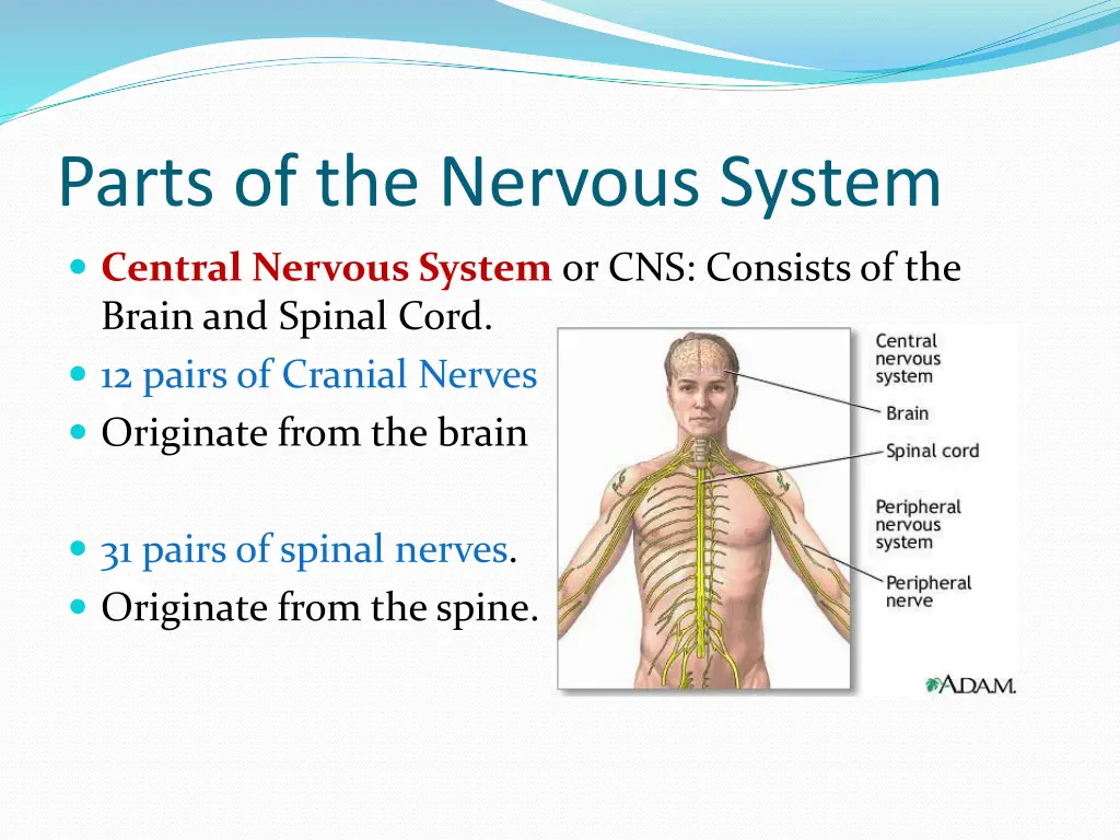 parts of the nervous system