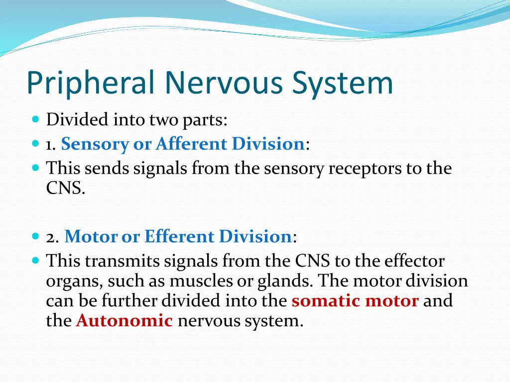 pripheral nervous system divided into two parts