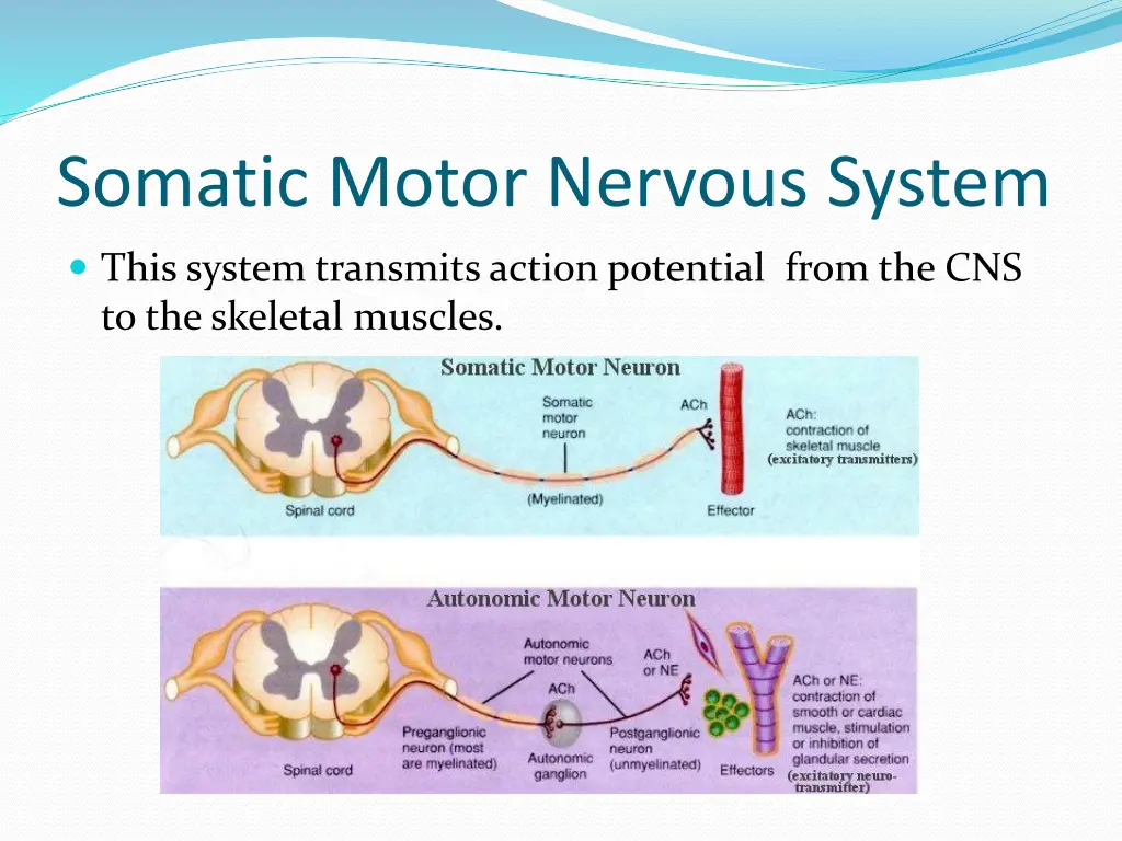 somatic motor nervous system