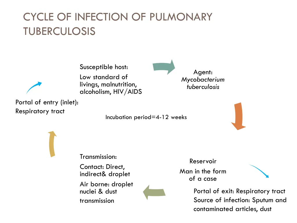 cycle of infection of pulmonary tuberculosis