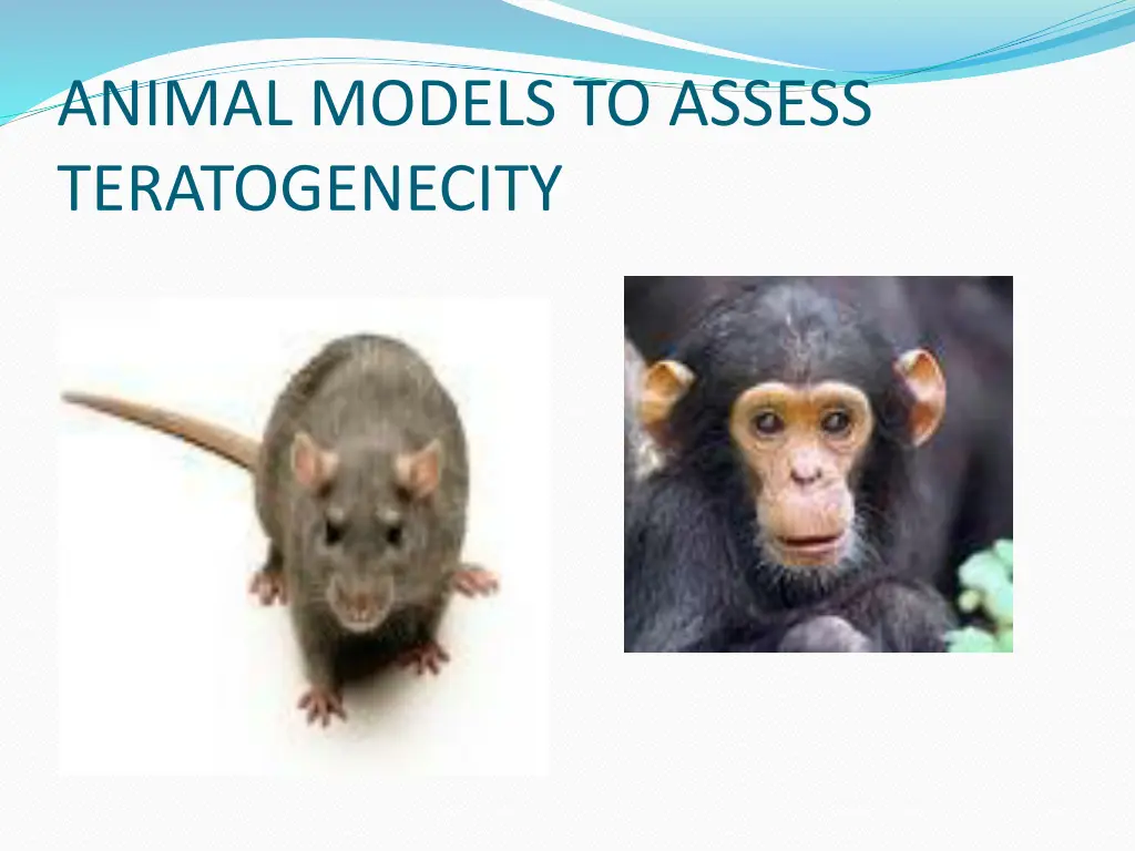 animal models to assess teratogenecity