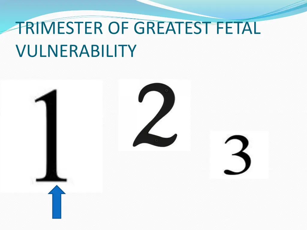 trimester of greatest fetal vulnerability