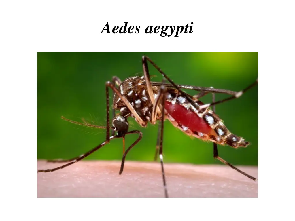 aedes aegypti