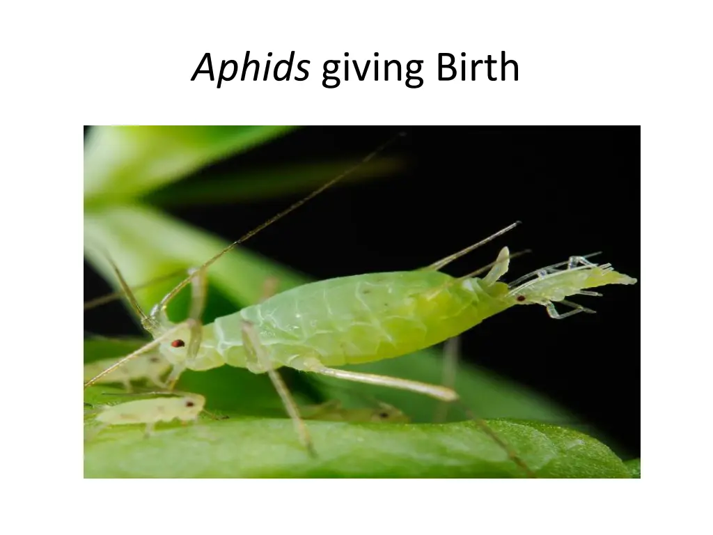 aphids giving birth