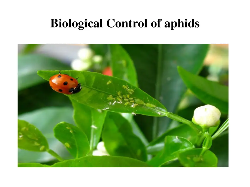 biological control of aphids