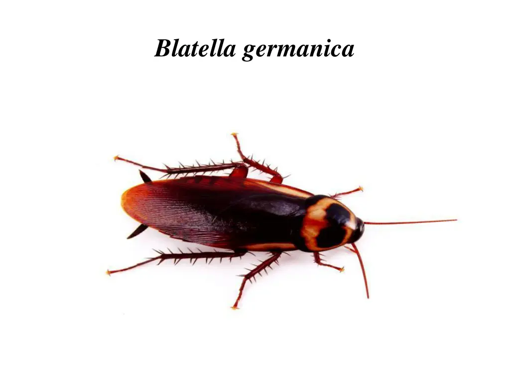 blatella germanica