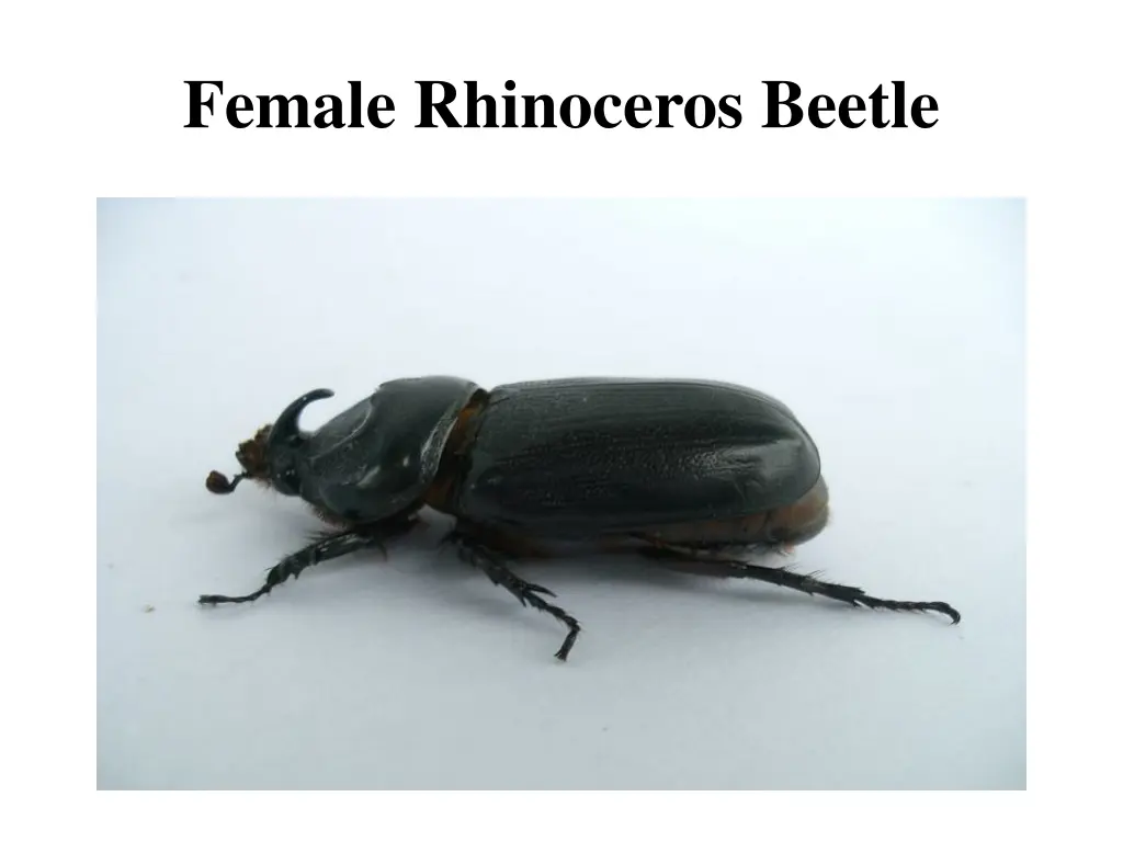 female rhinoceros beetle