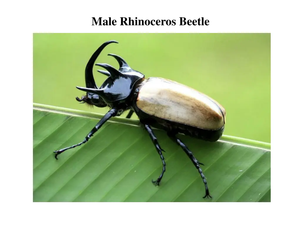male rhinoceros beetle