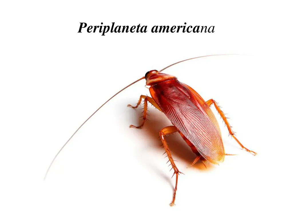 periplaneta america na