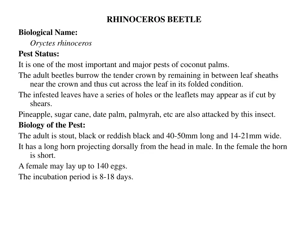 rhinoceros beetle