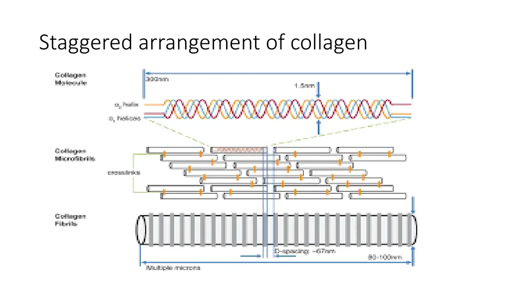 staggered arrangement of collagen
