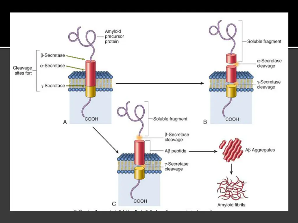 slide19