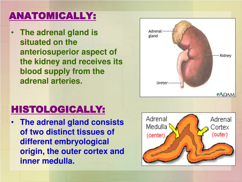 anatomically anatomically