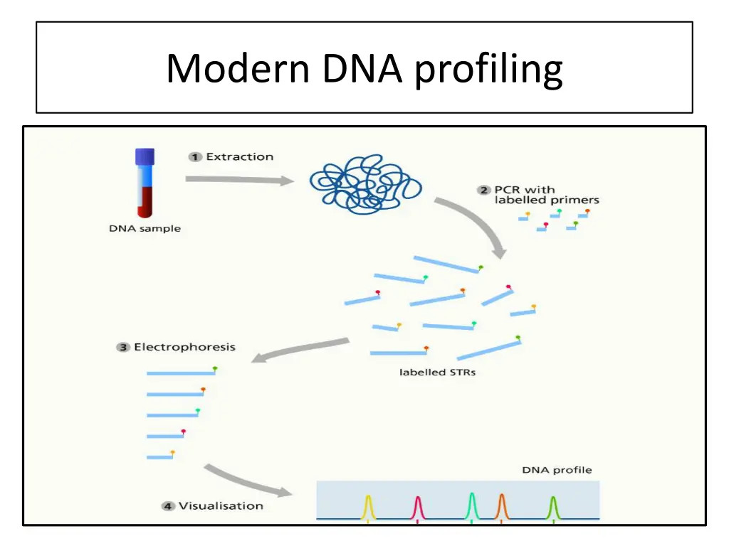 modern dna profiling 1