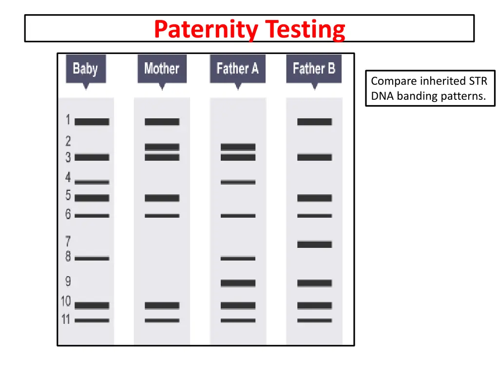 paternity testing