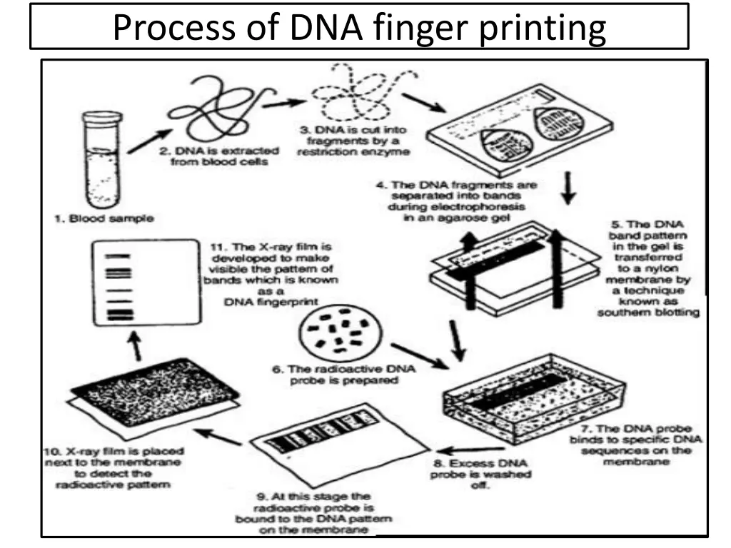 process of dna finger printing