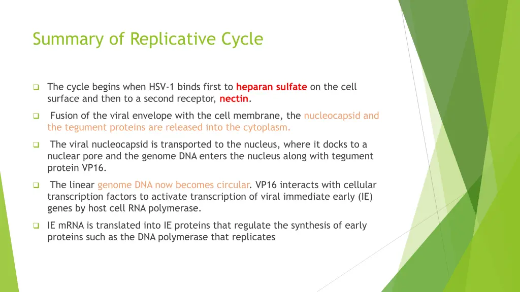 summary of replicative cycle
