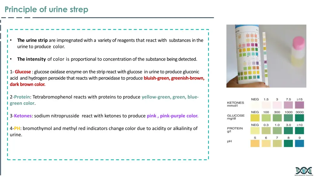 principle of urine strep