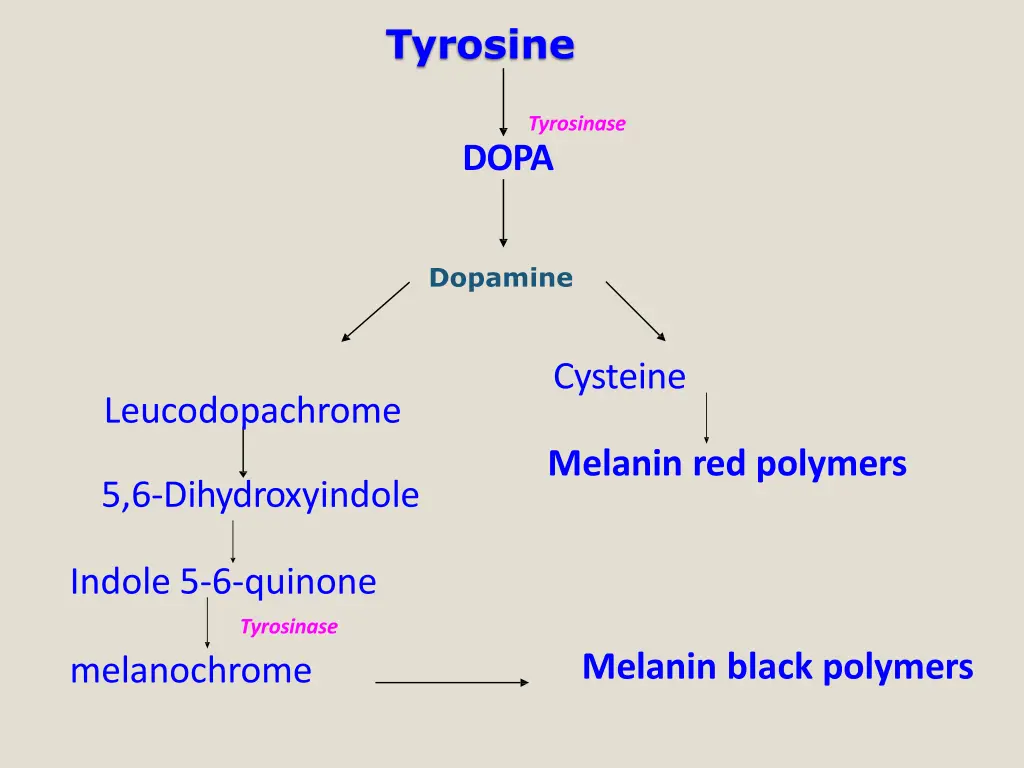 tyrosine