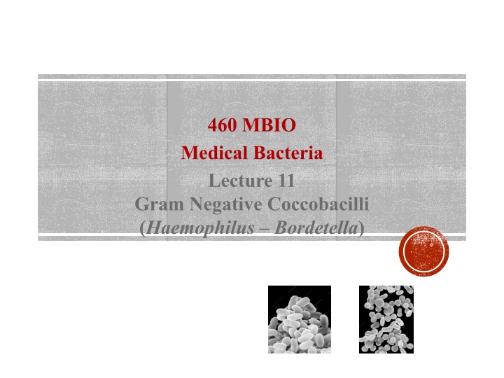 460 mbio medical bacteria lecture 11 gram