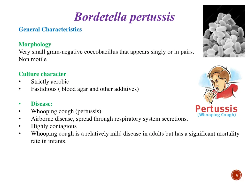 bordetella pertussis