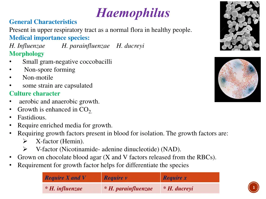 haemophilus