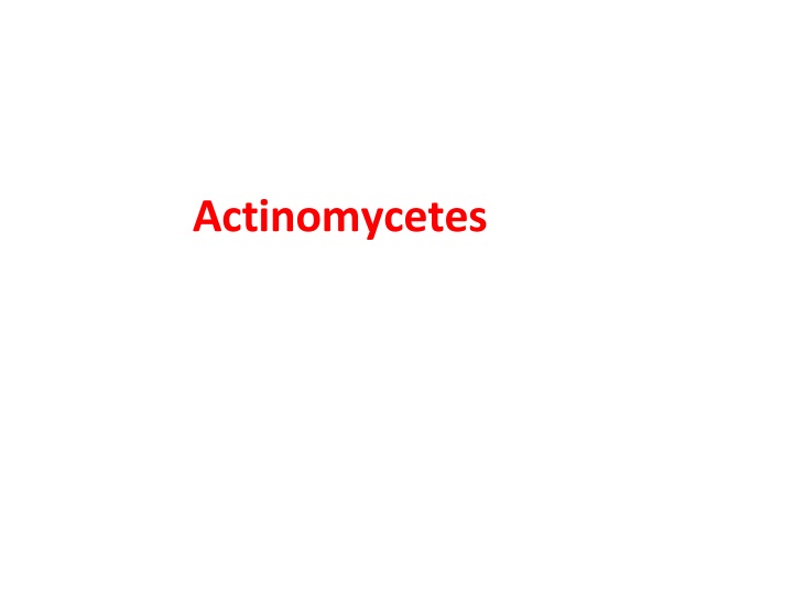actinomycetes
