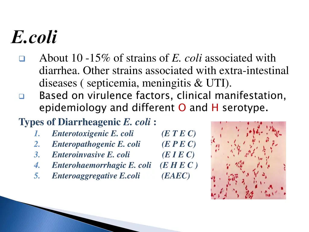 about 10 15 of strains of e coli associated with