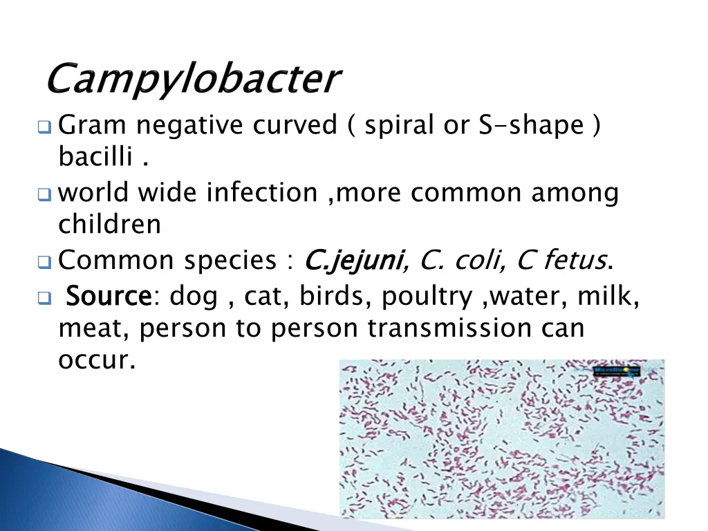 gram negative curved spiral or s shape bacilli