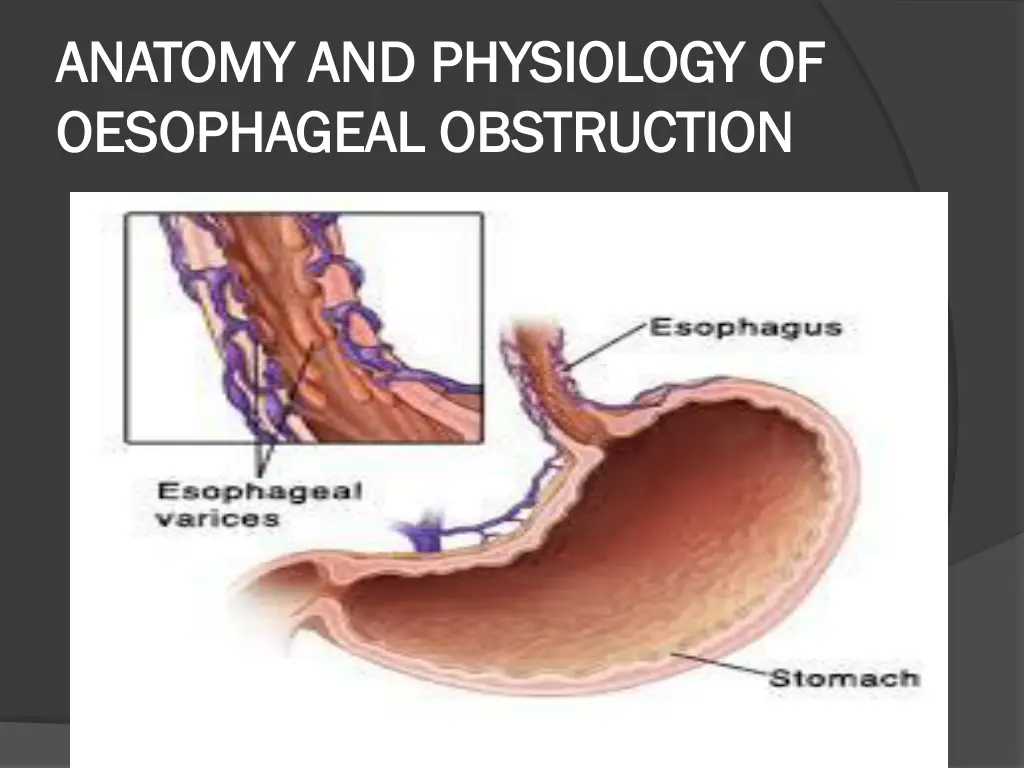 anatomy and physiology of anatomy and physiology