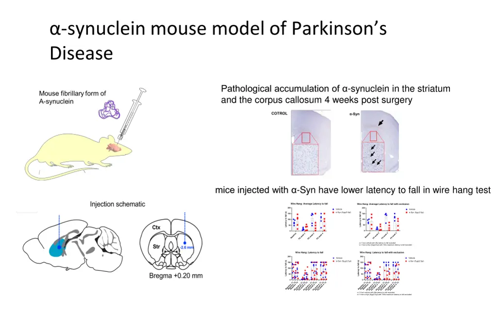 synuclein mouse model of parkinson s disease