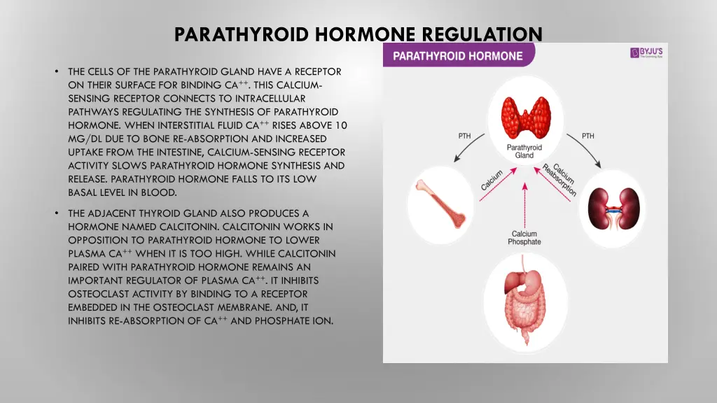 parathyroid hormone regulation