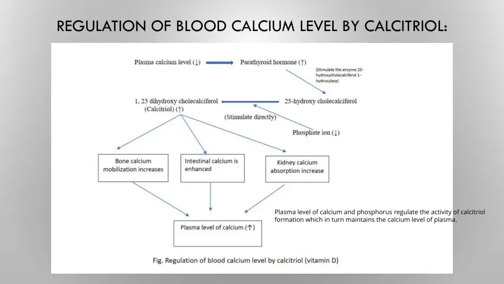 regulation of blood calcium level by calcitriol