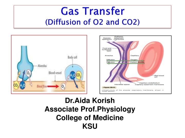 dr aida korish associate prof physiology college
