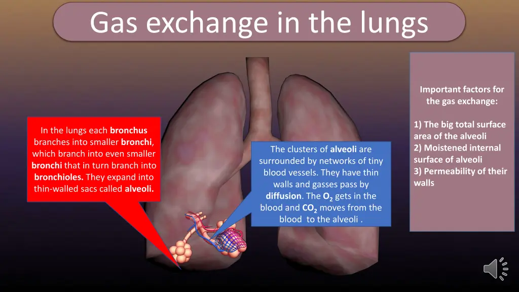 gas exchange in the lungs