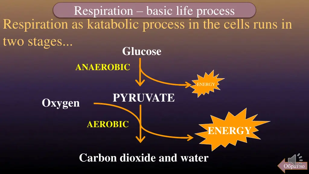 respiration basic life process 3