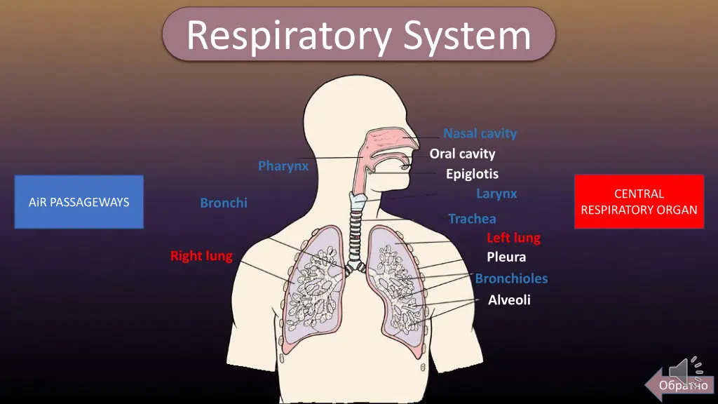 respiratory system
