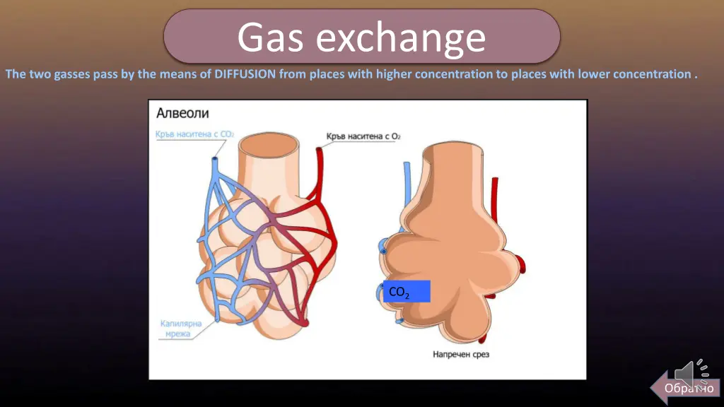 the two gasses pass by the means of diffusion