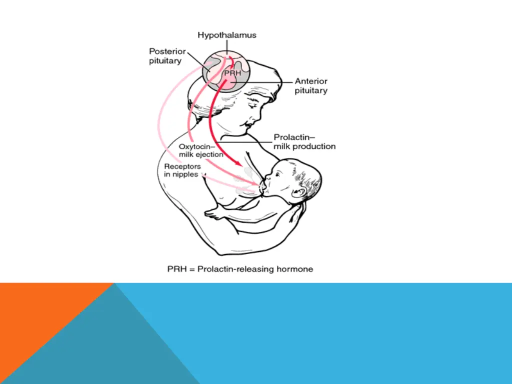 slide7
