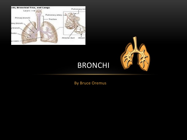 bronchi