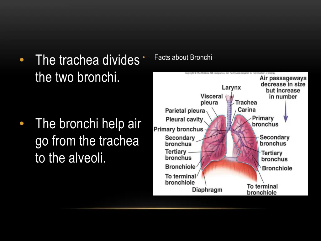 the trachea divides the two bronchi