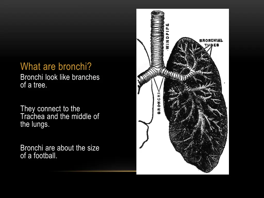 what are bronchi bronchi look like branches