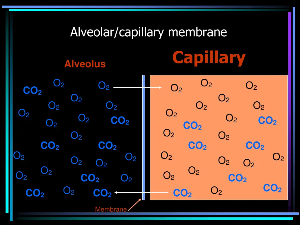 alveolar capillary membrane