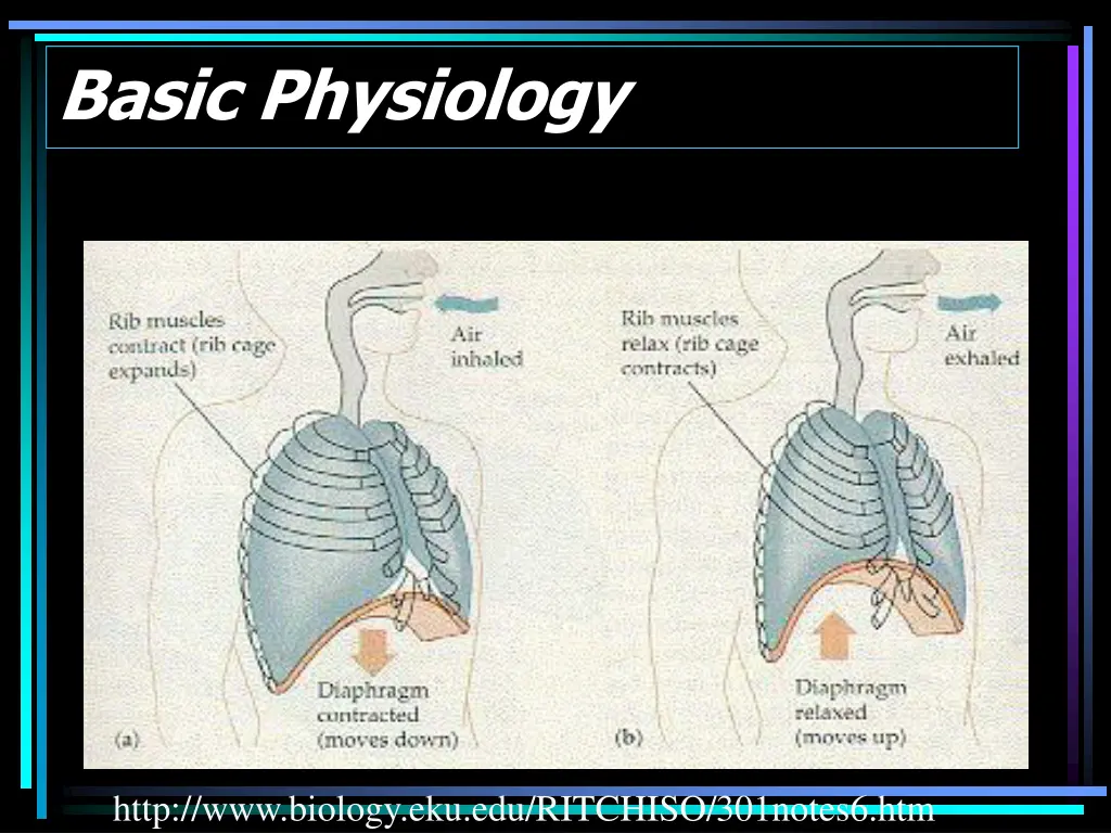 basic physiology 1