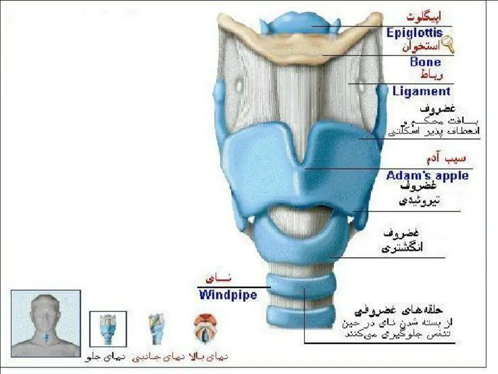slide7