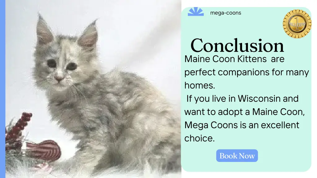 mega coons 1