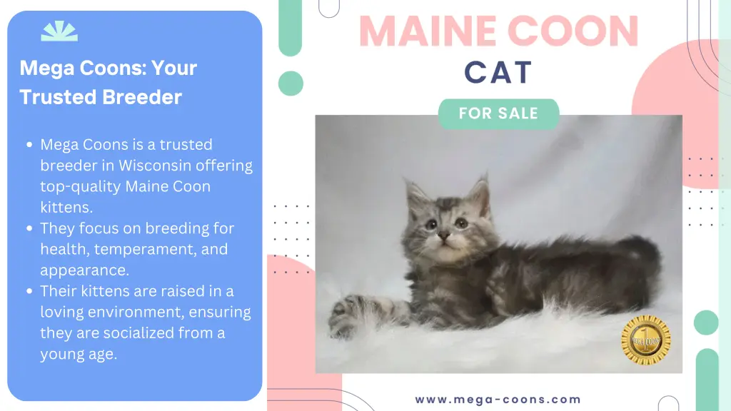 mega coons your trusted breeder